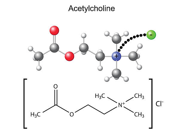 ilustraciones, imágenes clip art, dibujos animados e iconos de stock de química, fórmula estructural y modelo de acetilcolina - acetylcholine