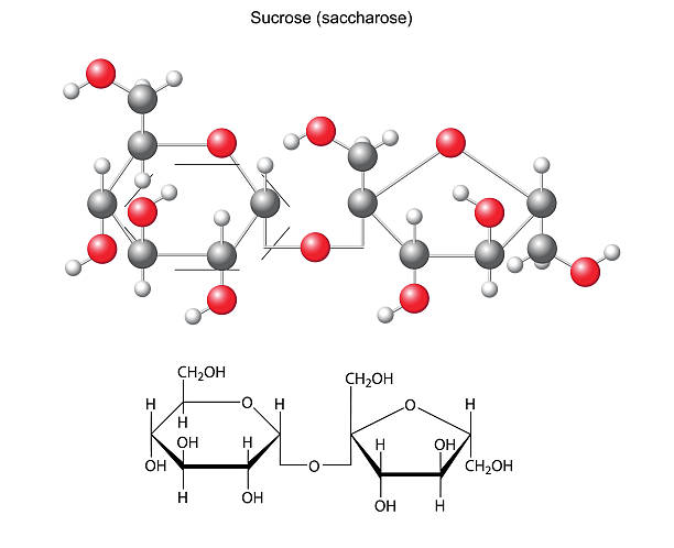 ilustraciones, imágenes clip art, dibujos animados e iconos de stock de química, fórmula estructural y modelo de sacarosa (sacarosa - molecule glucose chemistry biochemistry