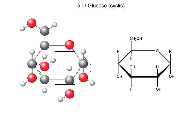 illustrations, cliparts, dessins animés et icônes de formule chimique structurels et modèle de glucose (alpha-d-glucose - molecule glucose chemistry biochemistry