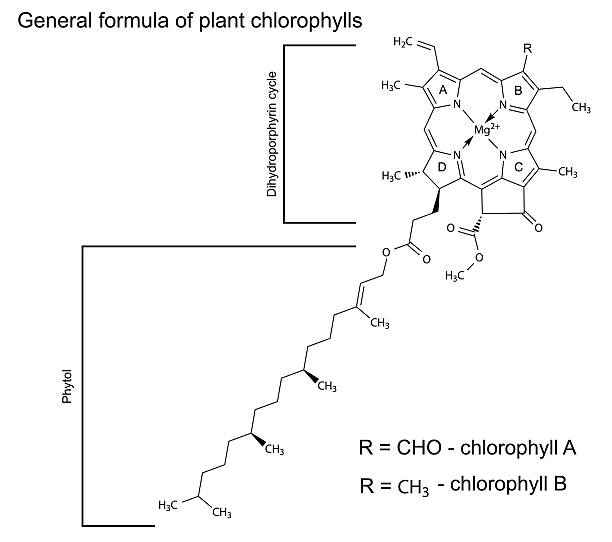 illustrazioni stock, clip art, cartoni animati e icone di tendenza di general strutturali formula chimica molecole chlorophyll di piante - science botany chemistry formula