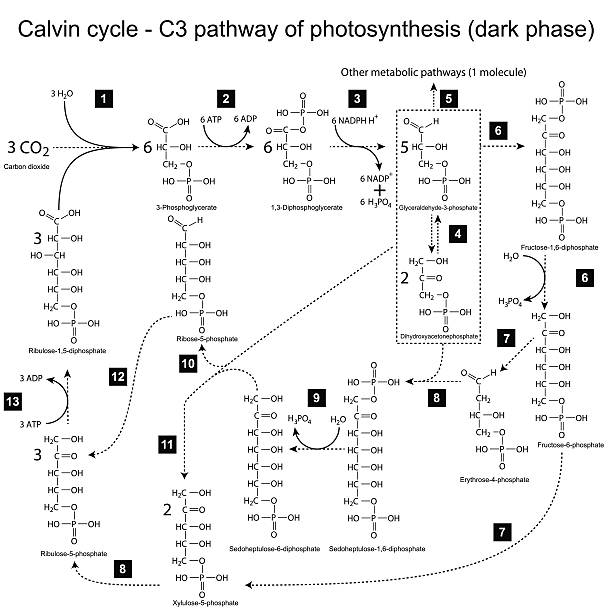 химическая система calvin цикла - science botany chemistry formula stock illustrations