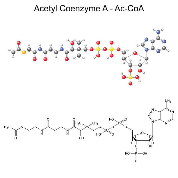 chemiczne wzory strukturalne i model acetylo koenzym-a - enzyme science white background isolated on white stock illustrations