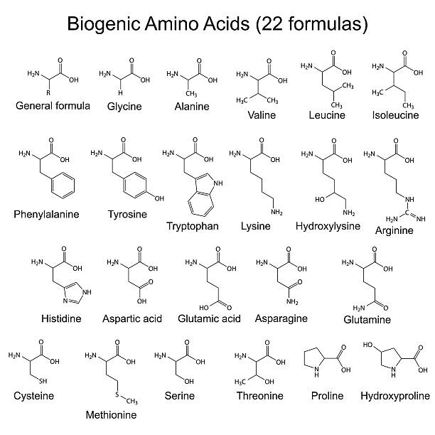 Twenty two biogenic amino acids - chemical formulas Twenty two biogenic amino acids - chemical formulas, 2d illustration, vector, eps 8 lysine stock illustrations