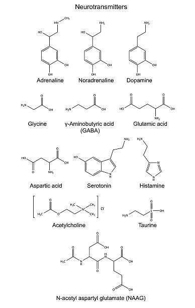Structural chemical formulas of basic neurotransmitters vector art illustration
