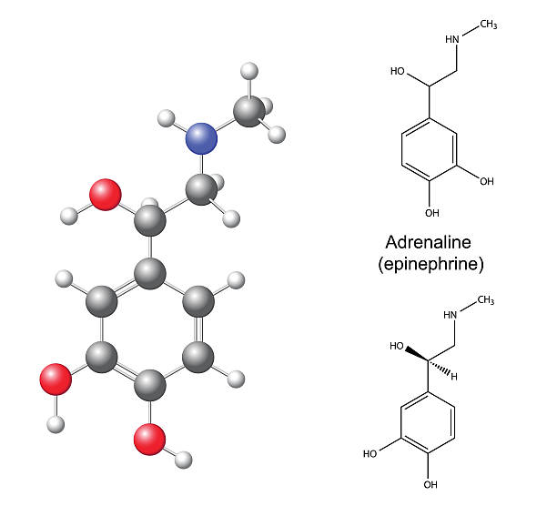 Structural chemical formulas and model of adrenaline (epinephrin vector art illustration