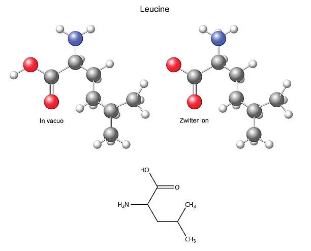 Vector illustration of Leucine (Leu) - chemical structural formula and models