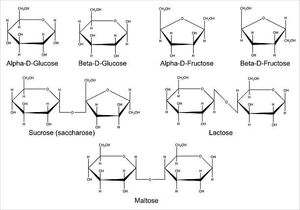 ilustraciones, imágenes clip art, dibujos animados e iconos de stock de fórmulas estructurales de los principales saccharides - molecule glucose chemistry biochemistry