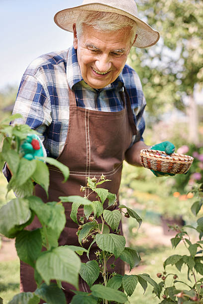 istock Sweet raspberries right from the bush 483245498
