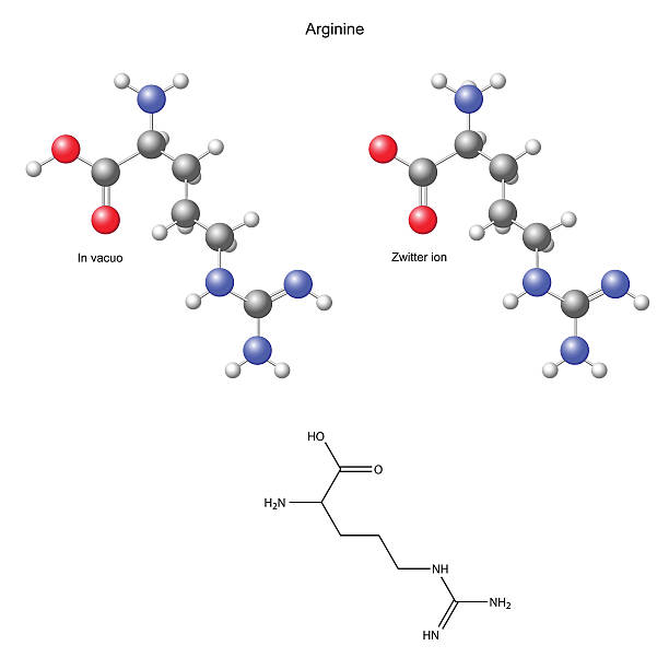 ilustrações de stock, clip art, desenhos animados e ícones de arginina (arg)-químicas fórmula estrutural e modelos - molecule amino acid arginine molecular structure