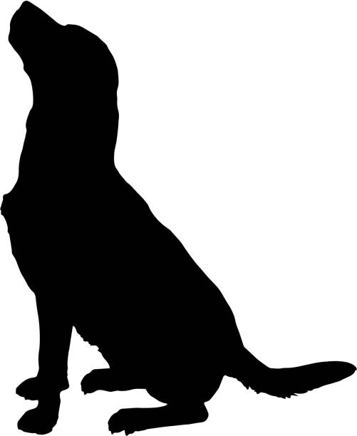 Vector silhouette of a dog. Vector silhouette of a dog on a white background. labrador retriever stock illustrations
