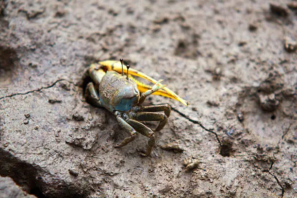 Photo of Fiddler crab out of the cave in mangrove reforestation,Thailand