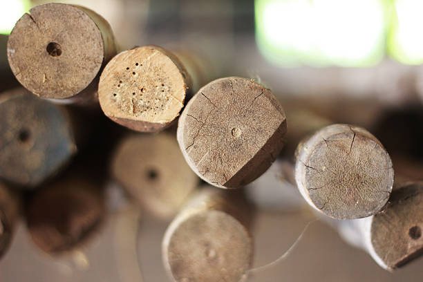 istock Cutting bamboo, cross section of bamboo 483249516