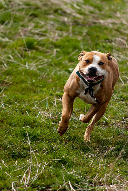 istock Running American Staffordshire terrier 483251544