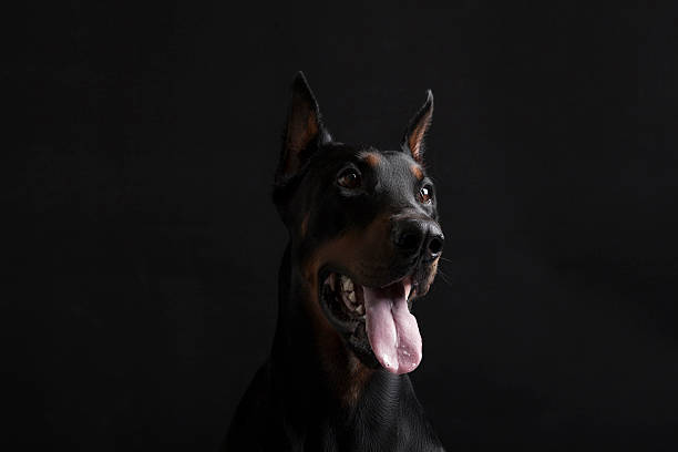istock Doberman pinscher portrait on black background 483251552