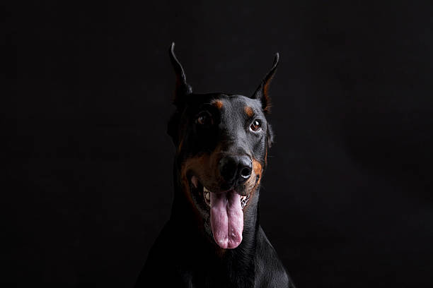 istock Doberman pinscher portrait on black background 483251554