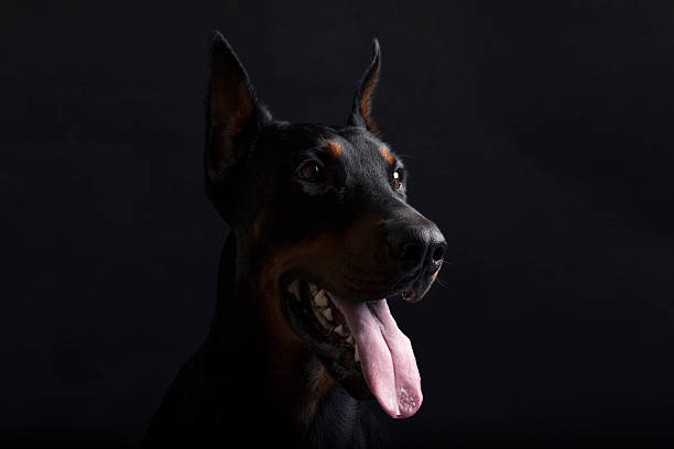 istock Doberman pinscher portrait on black background 483251556