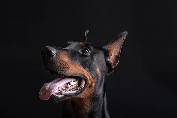 istock Doberman pinscher portrait on black background 483251560