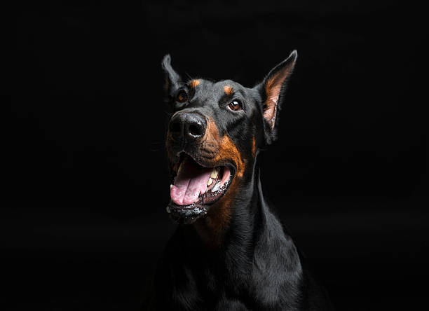 istock Doberman pinscher portrait on black background 483251562