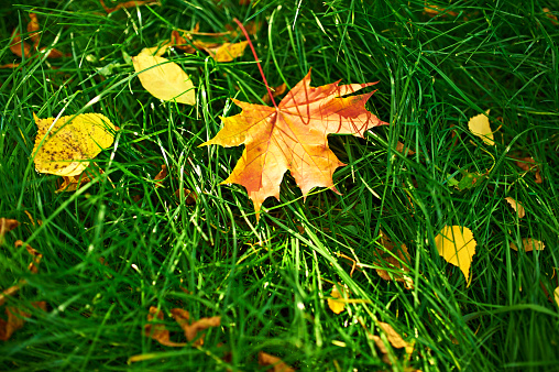 Golden autumn maple leaves on green grass