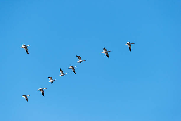istock Snow Geese Migrating North in Spring on Blue Sky 483253006