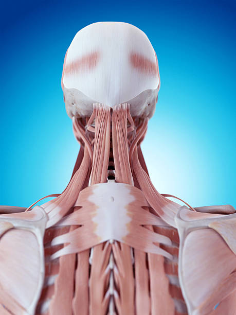 istock the neck anatomy 483255650