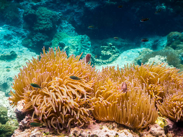 istock Tropical underwater life in the Sea.Thailand 483256270