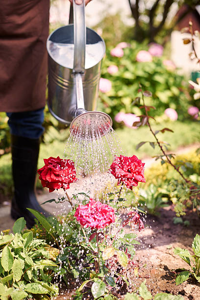 istock Finally my favourite flowers have bloomed 483256782