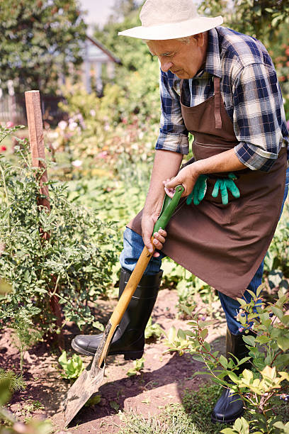 istock Senior man digging in the garden 483256792