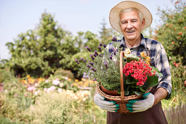 istock Basket of beautiful flowers held by senior man 483256800