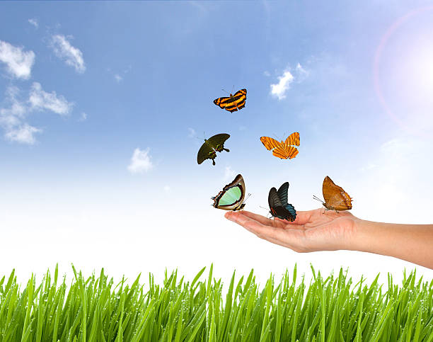 istock butterfly on Hand and nature background 483257048