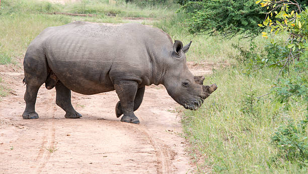 istock white rhino at the kruger park 483258531