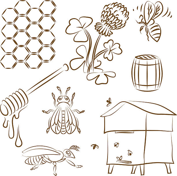 pszczoła zestaw - bee honey bee single flower honey stock illustrations