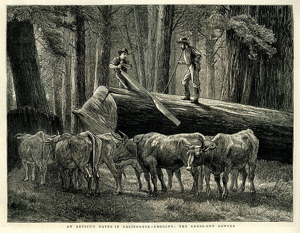 Vintage engraving of lumberjacks sawing up a tree, California, USA. The Graphic, 1876