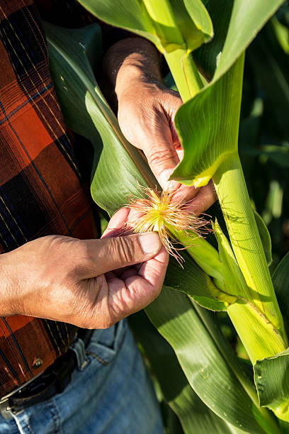 istock Senior farmer in a field examining crop 483259130