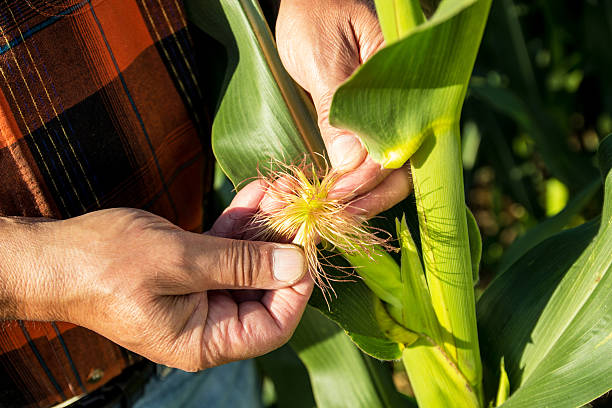 istock Senior farmer in a field examining crop 483259206