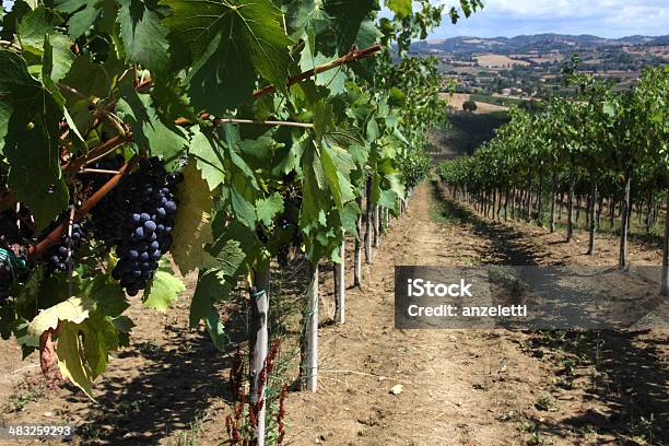 Vineyard In The Marches Region Stock Photo - Download Image Now - Marche - Italy, Vineyard, Agriculture
