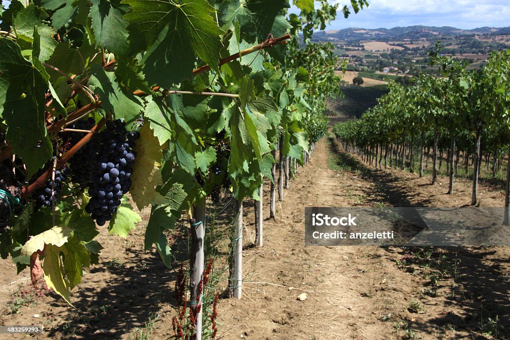 Winnica w Marches region - Zbiór zdjęć royalty-free (Marche - Włochy)