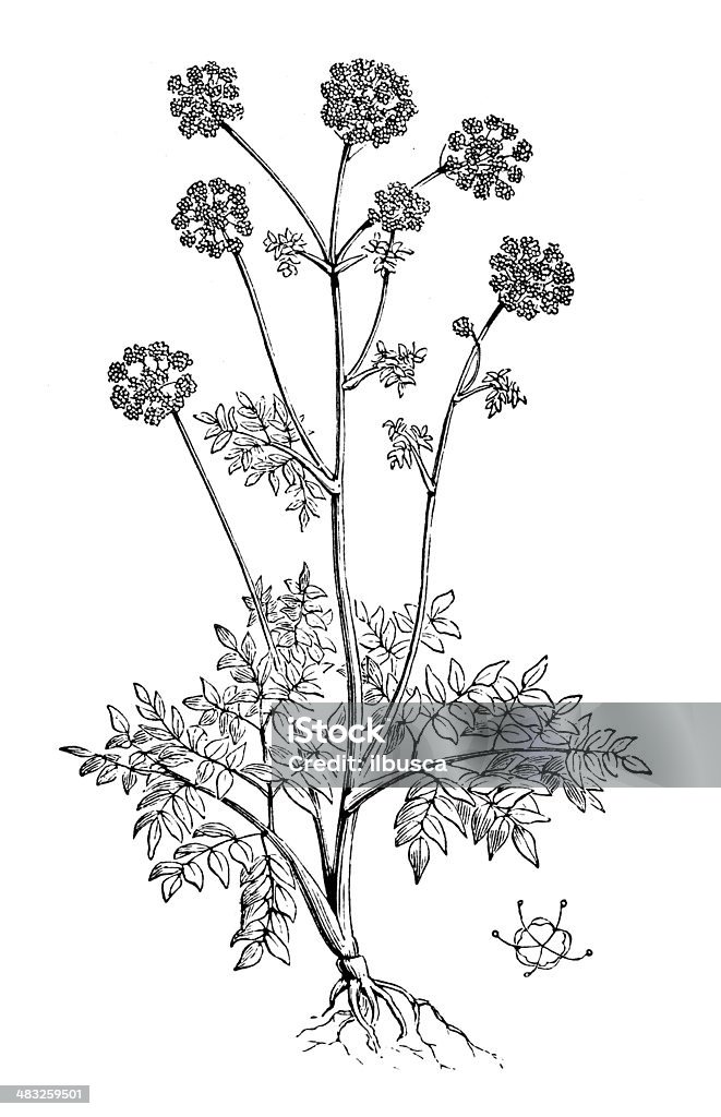 Antiguidade ilustração de Angelica archangelica (Jardim Angelica, Sagrada Ghost) - Royalty-free Angélica Ilustração de stock