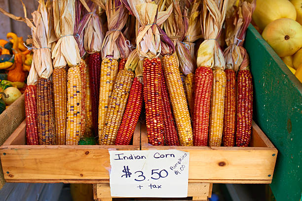 丸めインドのトウモロコシ - autumn corn indian corn decoration ストックフォトと画像