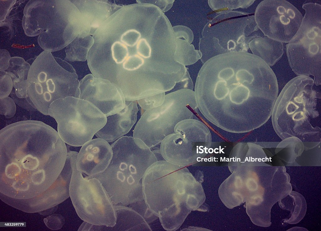 Água-viva transparente Qualle Cnidaria - Foto de stock de Medusa - Cnidário royalty-free
