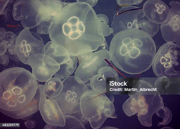 Foto de Águaviva Transparente Qualle Cnidaria e mais fotos de stock de Medusa - Cnidário - Medusa - Cnidário, Vista de Cima para Baixo, Animal