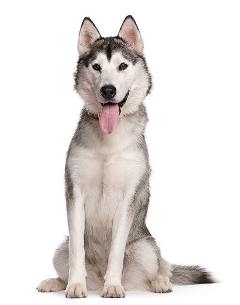istock Panting Siberian Husky, 1 year old, sitting isolated on white 483259805