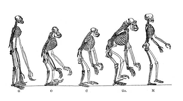 アンティーク医療科学イラストレーション: anthropoid ハルマゲドンの猿の入浴、男性 - animal skeleton点のイラスト素材／クリップアート素材／マンガ素材／アイコン素材
