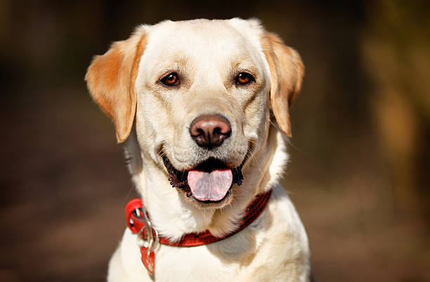 istock Face of pedigree dog 483259977