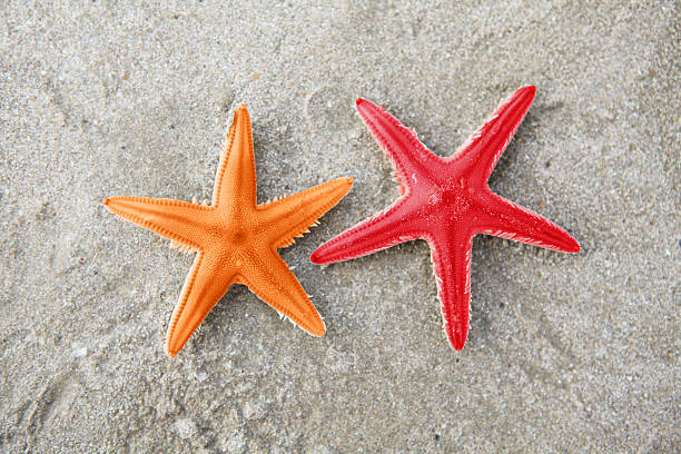 stella di mare-xxxlarge - shell sea souvenir island foto e immagini stock