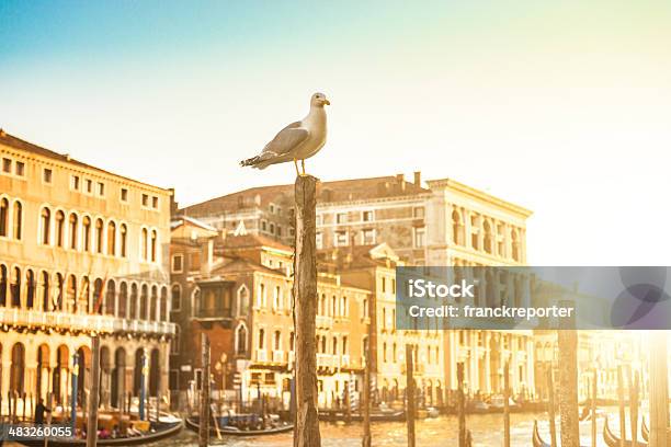Canal Grande In Venedig Stockfoto und mehr Bilder von Abenddämmerung - Abenddämmerung, Canale Grande - Venedig, Europa - Kontinent
