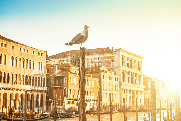 istock canal grande on venice 483260055