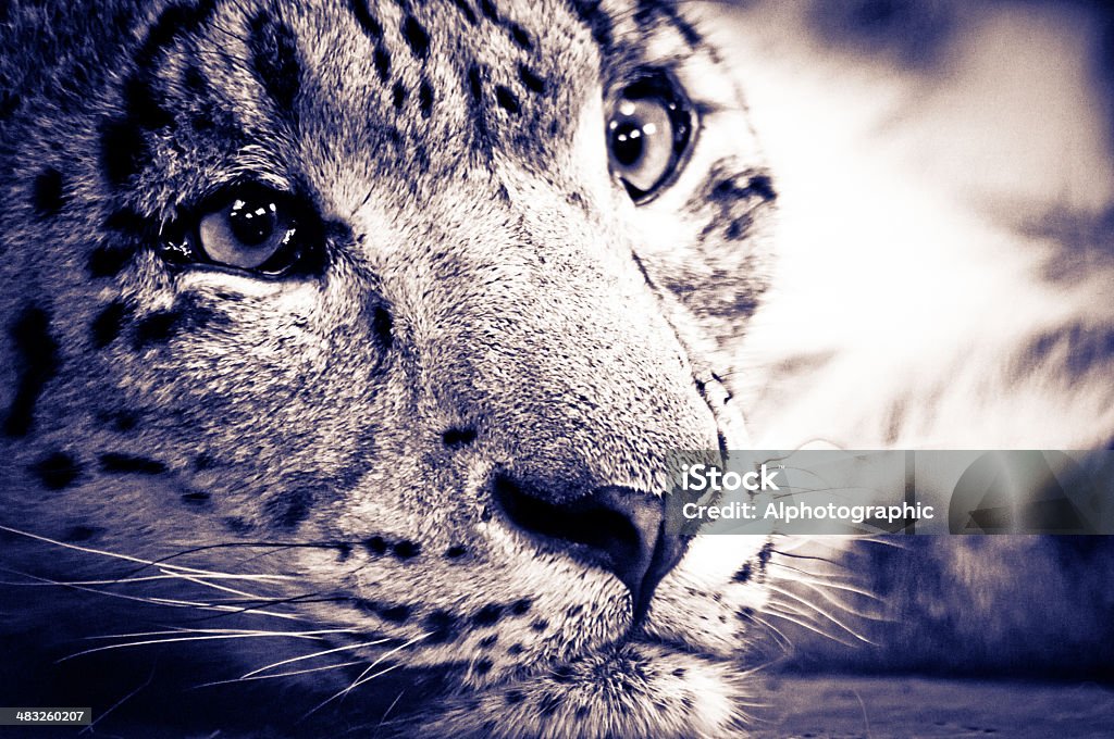 Snow leopard relaxante - Foto de stock de Acordar royalty-free