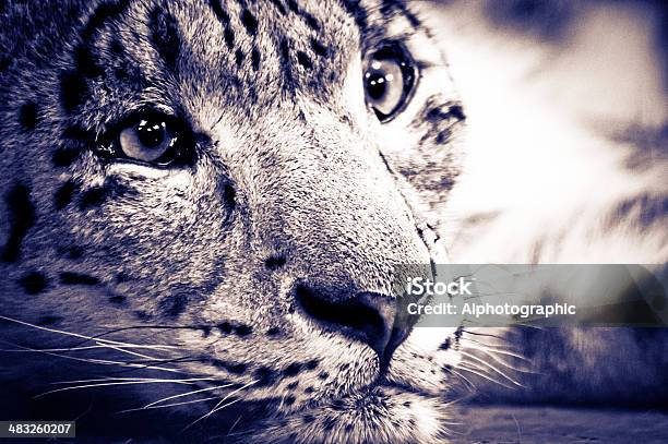 Foto de Snow Leopard Relaxante e mais fotos de stock de Acordar - Acordar, Alto contraste, Ameaças