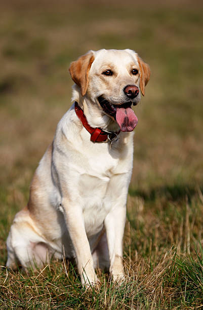 istock Pedigree golden retriever sitting down 483260311